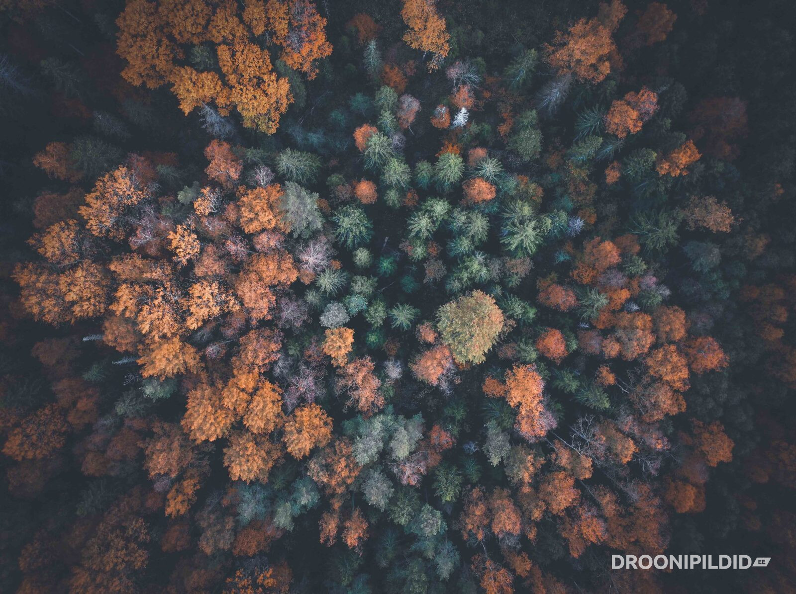 Sügispildid, sügis, sügisene mets, sügise droonipildid, autumn estonia, autumn drone photos, eestimaa sügis 